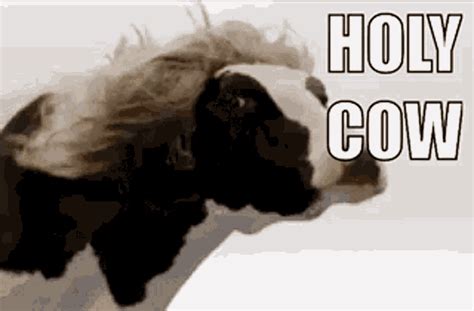 holy cow gif|49 Holy Cow GIFs — gif.guru.